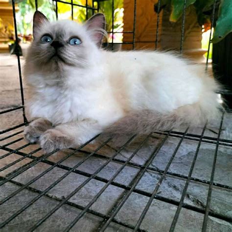 Kucing Himalaya Ciri Ciri Jenis Dan Cara Merawat Fakta Id