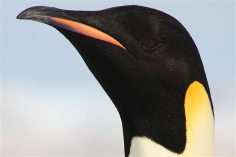 Emperor Penguins