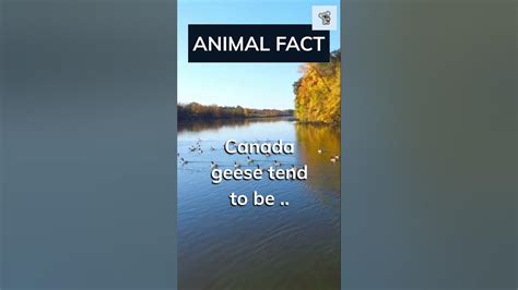 Theyre Everywhere In Canada 🇨🇦🏞️ Canadageese Geese Goose Canada