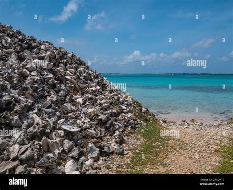 Conch Shells Hi Res Stock Photography And Images Alamy