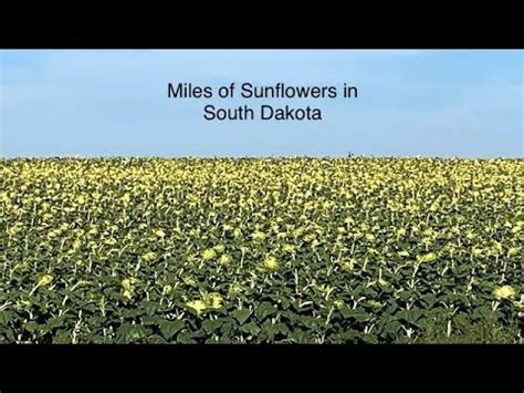 Wall South Dakota Sunflowers Near Badlands National Park YouTube