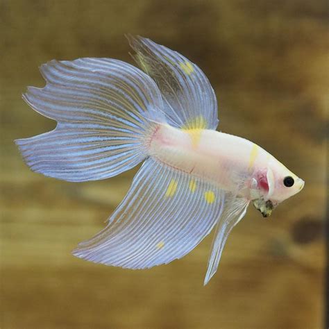 Very Nice Translucent Spade Tail Betta Fish With Yellow Spot On His