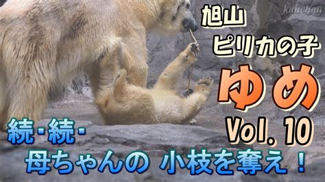 旭山動物園 ピリカの子ゆめ Vol 10 続続母ちゃんの小枝を奪え Steal my mom s twigs ⅢA