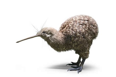 Unearthing avian evolution: What can we learn from flightless birds?