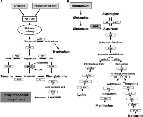 Asp And Aromatic Amino Acid Biosynthetic Pathways In Plants A