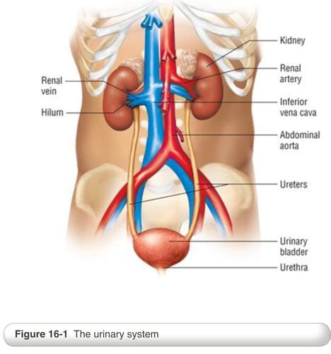 The Urinary System Flashcards Quizlet