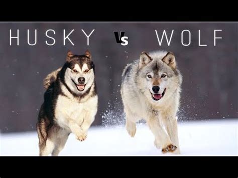 Difference Between Wolf and Husky – Difference Wiki