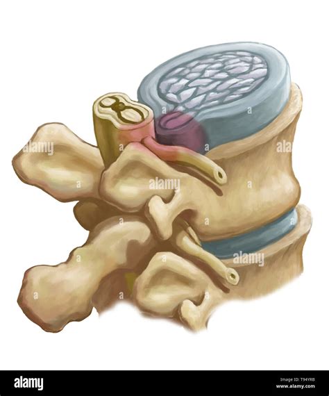 Columna vertebral como Imágenes recortadas de stock Alamy