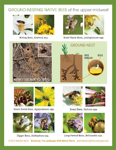 Restoring The Landscape With Native Plants Pollinator Handouts