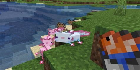 Minecraft Axolotl Locations And Farming Guide