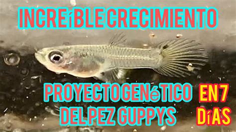 Como Hacer Crecer R Pido A Nuestros Alevines De Pez Guppy