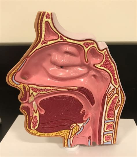 Unit Resp System Station Nasal Cavity Diagram Quizlet