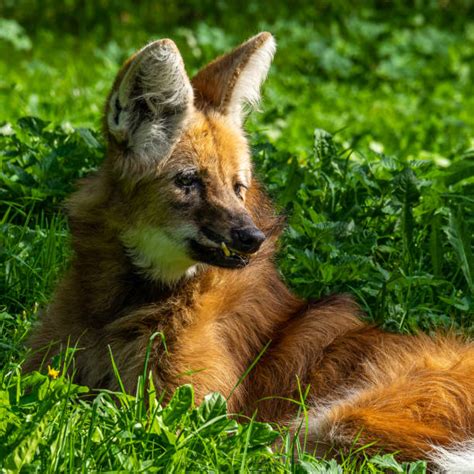 200+ Maned Fox Stock Photos, Pictures & Royalty-Free Images - iStock