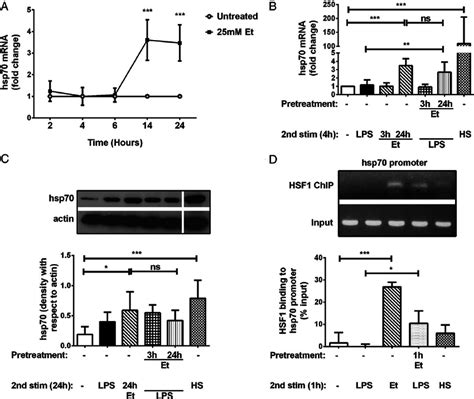 Alcohol Induces Hsf1 Mediated Hsp70 Expression In Human Monocytes And Download Scientific