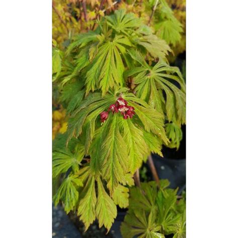 Acer Japonicum Aconitifolium Erable Du Japon Feuilles D Aconit