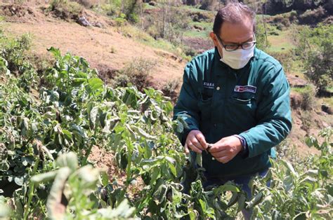 MINAGRI Mantiene El Control De Plagas Y Enfermedades En La Agricultura