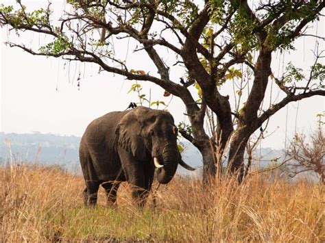 Western Uganda wildlife tour | Responsible Travel