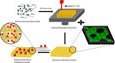 3d生物打印载有细胞的骨基质用于乳腺癌转移研究acs Applied Materials And Interfaces X Mol