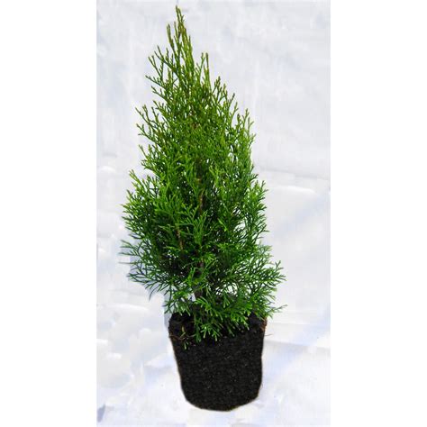 Tuja Zachodnia Odm Smaragd Thuja Occidentalis Kupuj W Obi