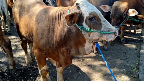 Simental Pegon Super Calon Jumbo Sasi Suro Masih Sepi