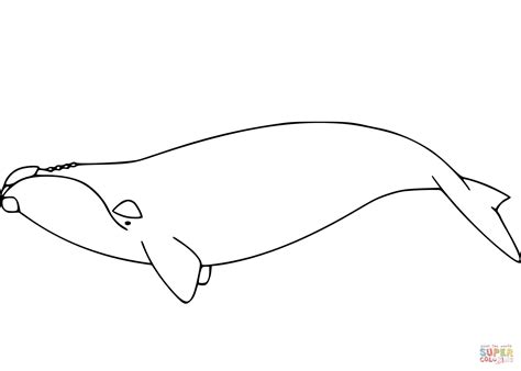 Right Whale Coloring Page Free Printable Coloring Pages