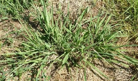 Texas Weeds 13 Most Common Types And How To Get Rid Of Them Gardeningvibe