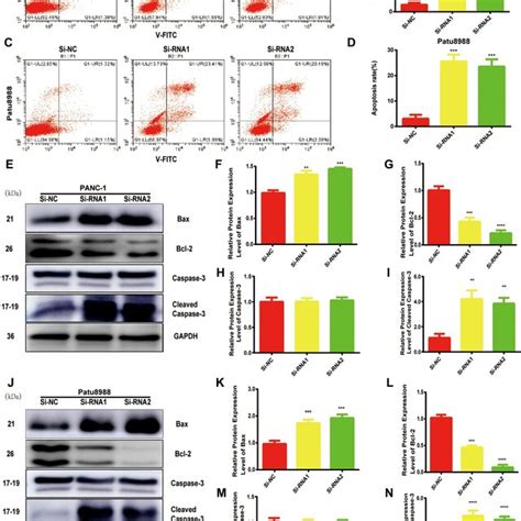 NUDCD1 Knockdown Induced The Apoptosis Of PC Cells A D Flow