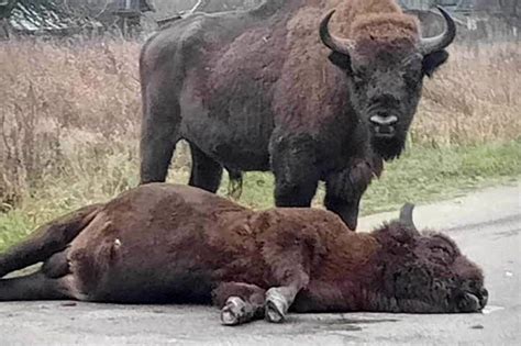 Ciężarówka wojskowa śmiertelnie potrąciła żubra w Masiewie Starym na