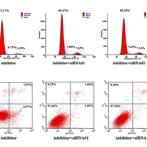 Targeting Of Igf1 Mrna By Mir 483 3p In Apoptosis And Cell Cycle Of Download Scientific Diagram