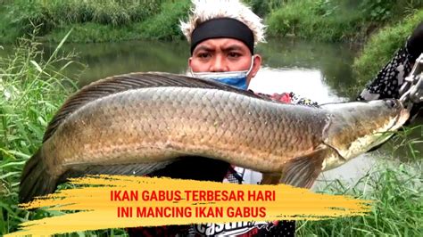 MANCING CASTING IKAN GABUS TERBESAR HARI INI SERASA NARIK TOMAN MONSTER