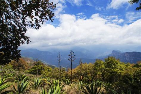 Sierra Gorda Biosphere Reserve Zentralmexiko Und Golfk Ste Aktuelle