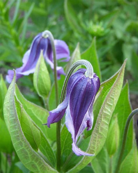 🌿 #Ломонос цельнолистный / #Клематис цельнолистный / #Clematis ...