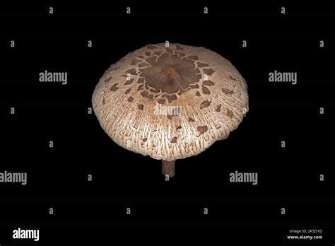 Parasol Or Giant Parasol Mushroom Macrolepiota Procera Studio