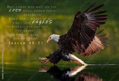 Bald Eagle Picture With Bible Verse Isaiah 4031 Stock Photo Adobe Stock