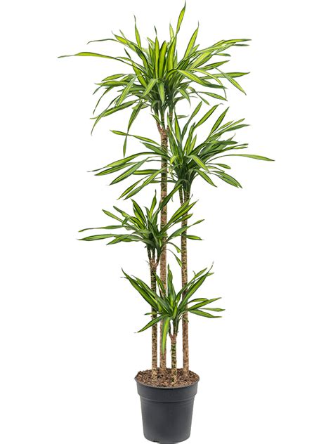 Dracaena Riki Nieuwkoop Europe