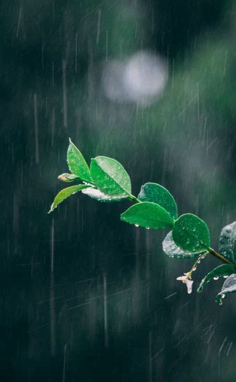 836 Hd Wallpaper Rainy Nature MyWeb