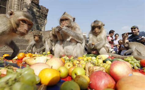 Monkey Buffet Festival Background, HD Monkey Buffet Festival, #7285