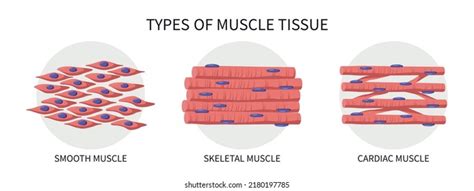 Types Muscle Tissue Medical Vector Illustration Stock Vector Royalty