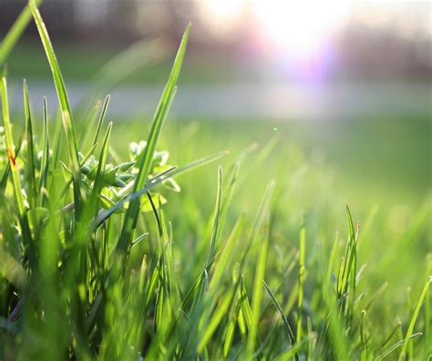 Grass Photography 8 Ways To Amazing “greener” Grass Watermarquee