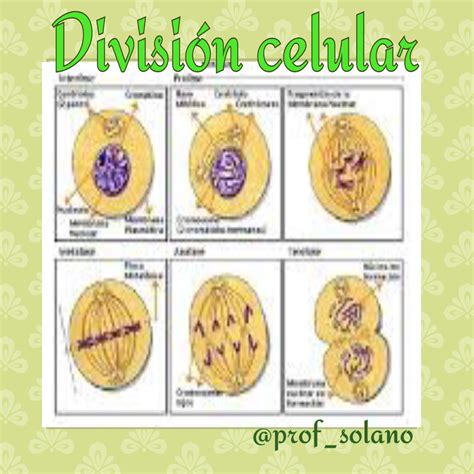 Prof Gonzalo V Solano L DIVISIÓN CELULAR