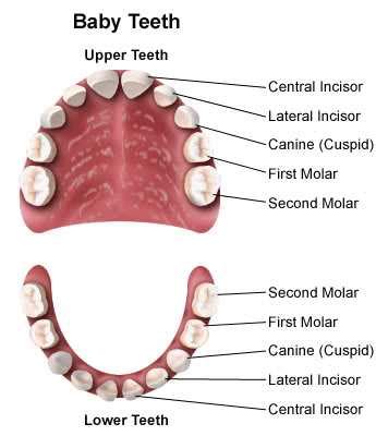 Deciduous Teeth Sabka Dentist Top Dental Clinic Chain In India