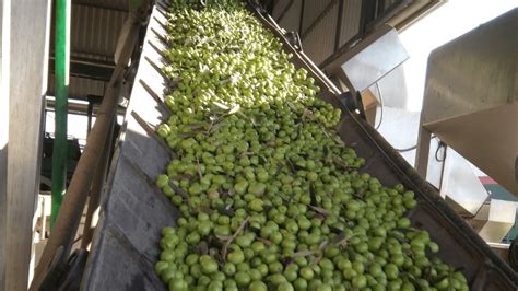 Proceso De La Aceituna Lo Conoces Escamilla