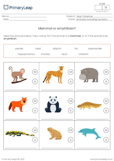 Science Sorting Activity Carnivore Herbivore Or Omnivore Worksheet