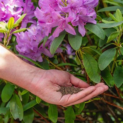 Ecostyle Rhodo Azalea AZ Devakhandel Nl