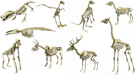 Types of Animal Skeleton 3D Models | Animal skeletons, Animals, Types ...