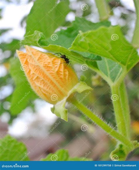 Herbivorous Insects in Farm .PROBLEM with PESTS in the Garden.folwer ...