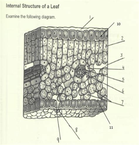 plant gas exchange Diagram | Quizlet