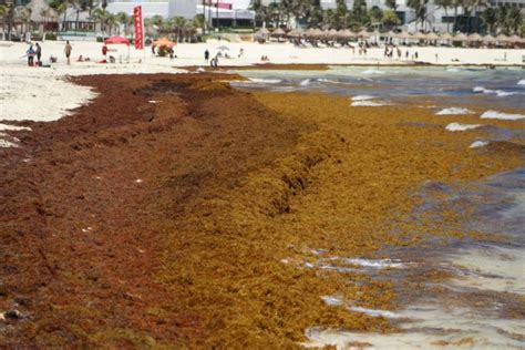 Cuándo Inicia la temporada de sargazo en Cancún PorEsto