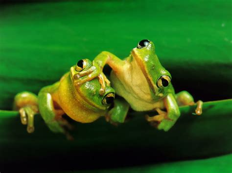 Frogs Jumping February 2013