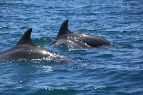 Strage Di Delfini Nel Mar Nero Uccisi Da Sonar Militari